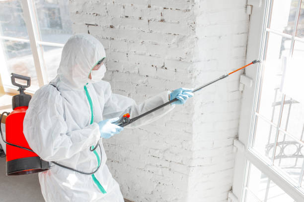 Environmental Consulting for Mold Prevention