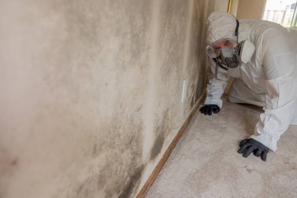 Why You Should Choose Our Mold Remediation Services in Falling Water, TN